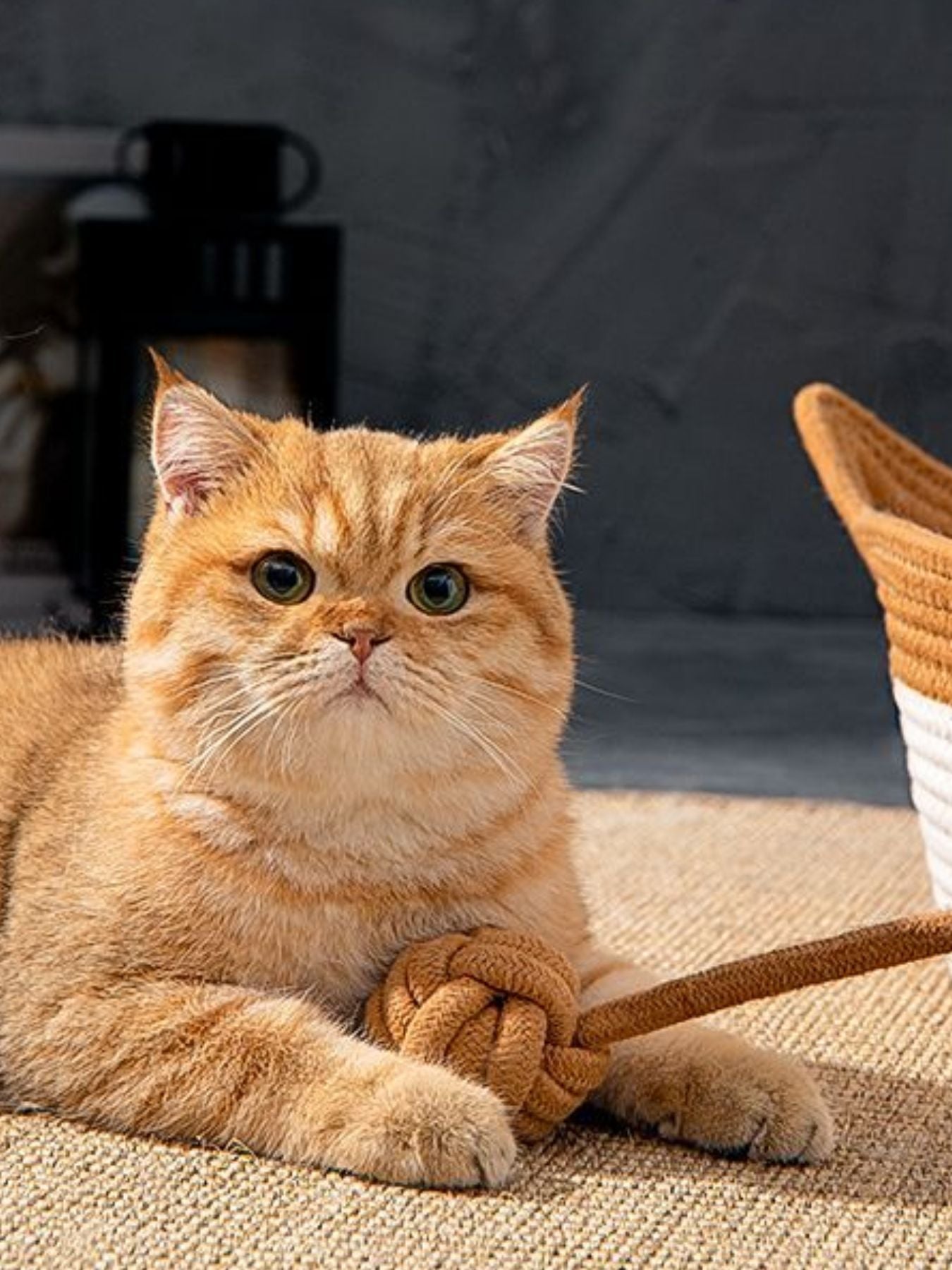 00d6970b-9b40-4adb-b036-c983d6505e93-Max